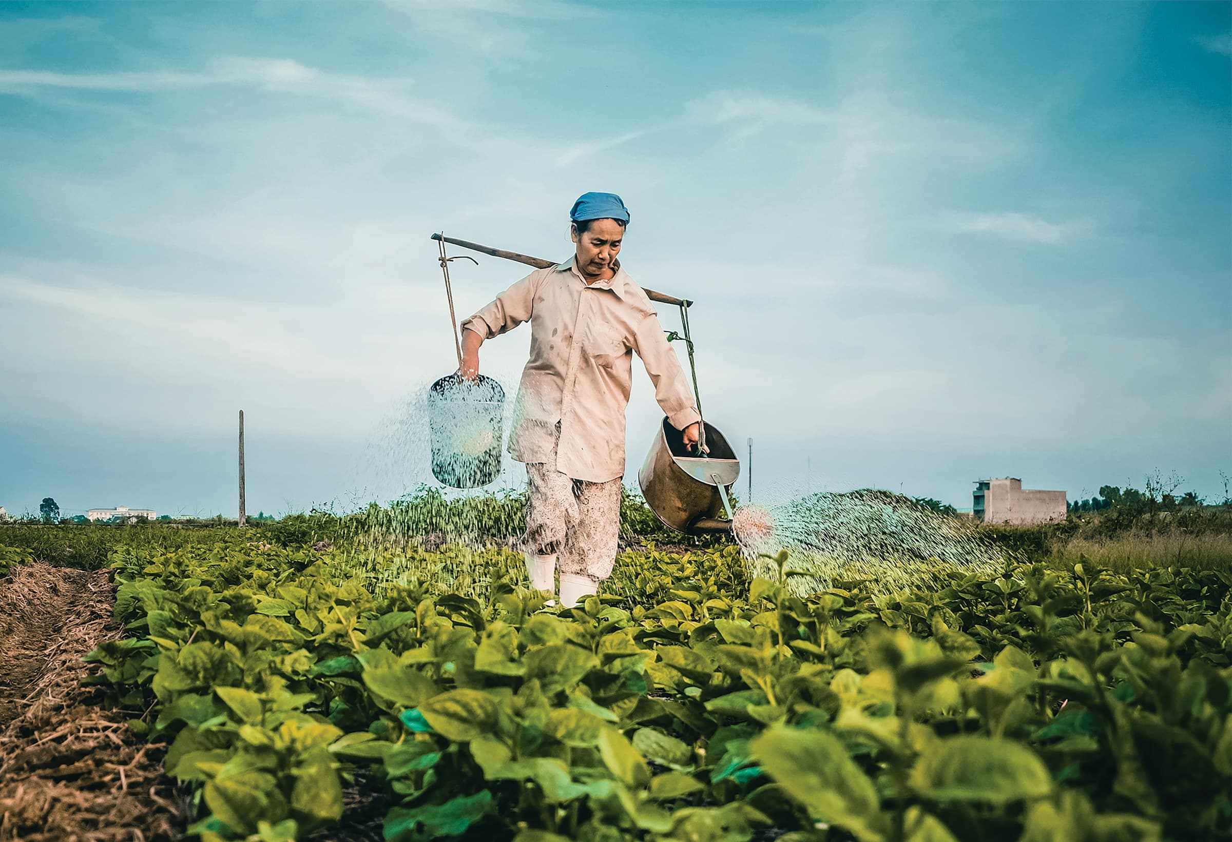 Farmer watering crops