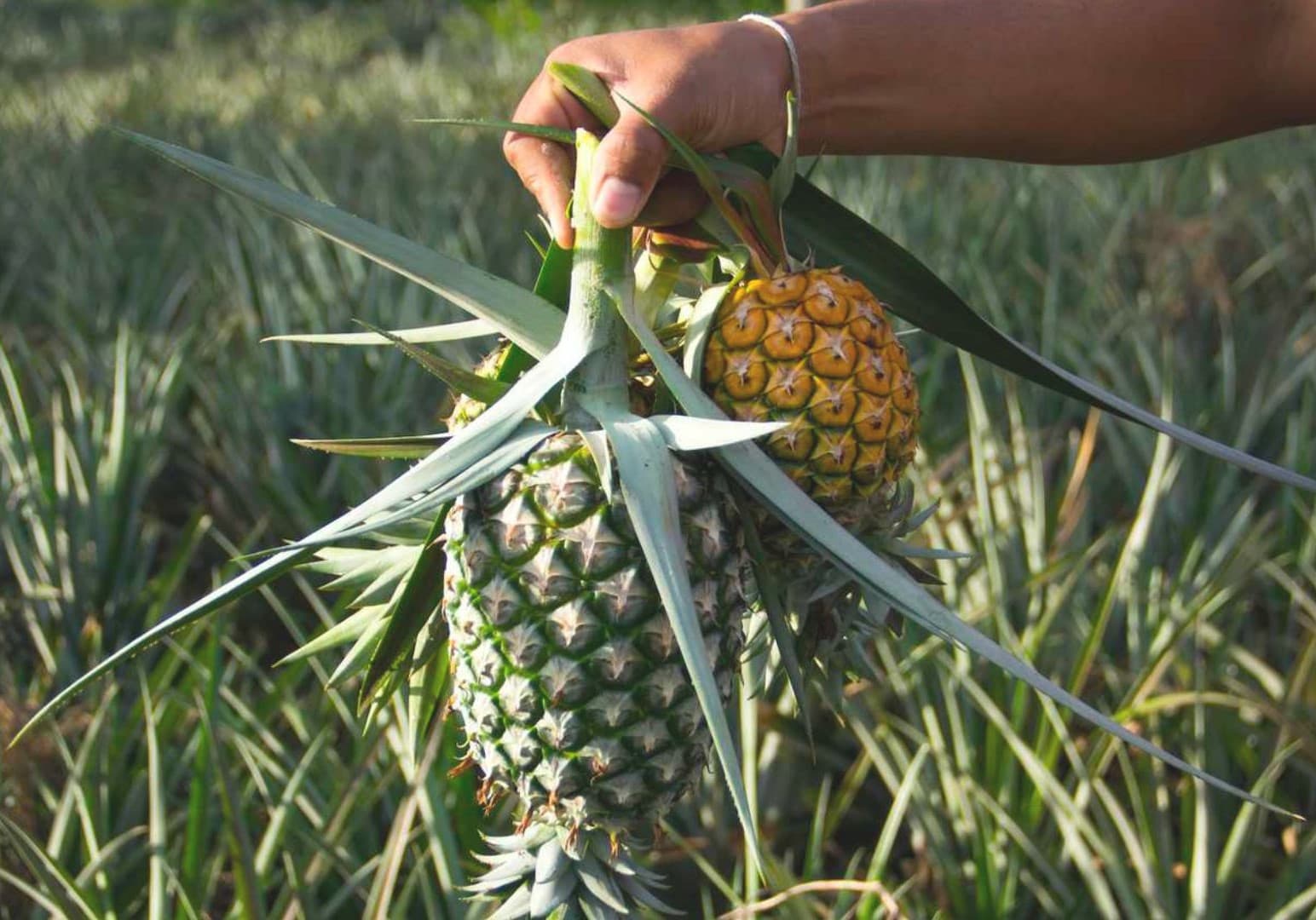 Hand holding pineapples