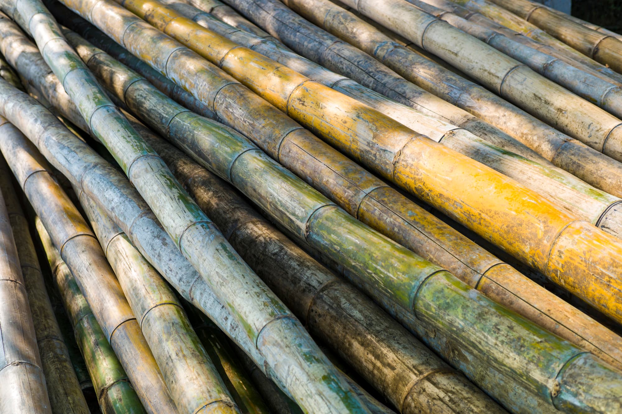 Sugarcane