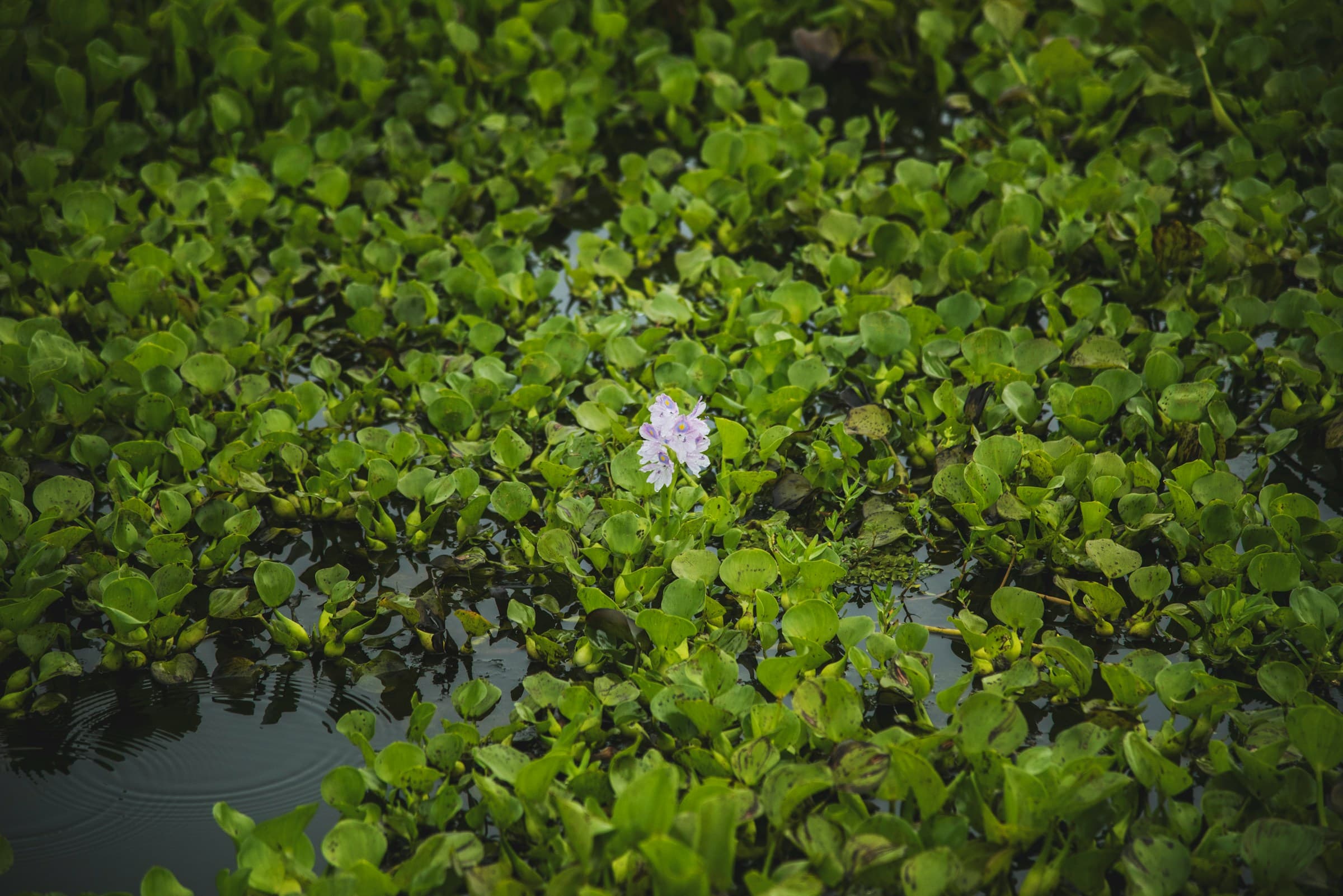 Water hyacinth