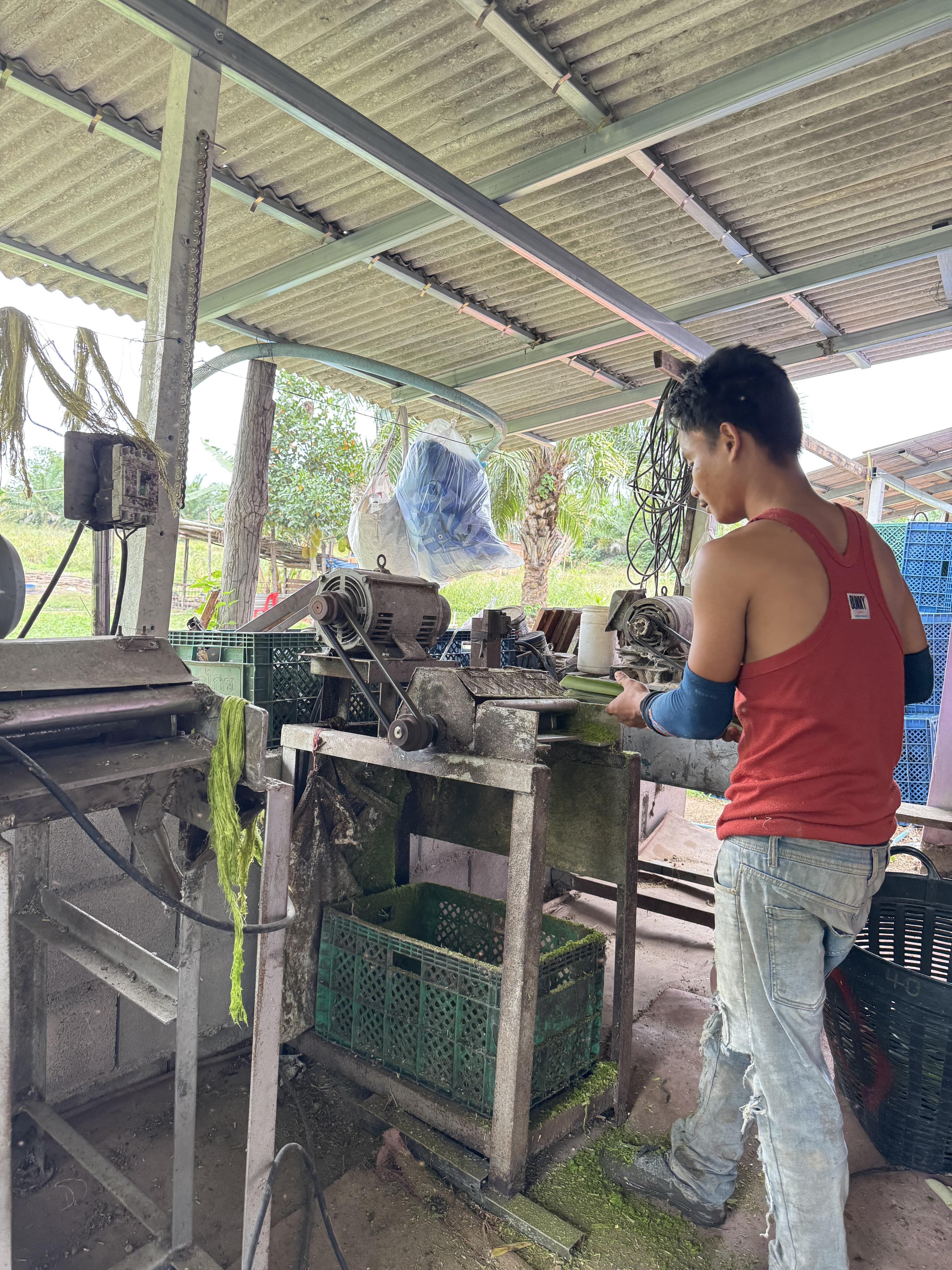Workers gathering crops